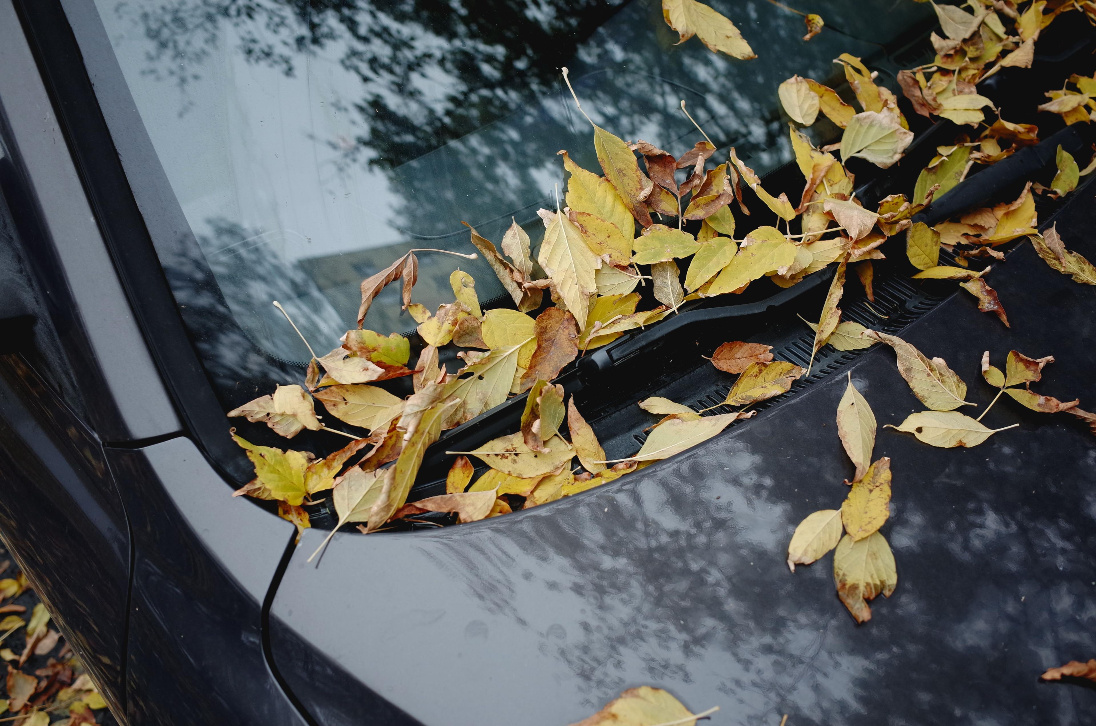 Mansion Flats Car Wash Deals: Leaf Stains & Sprinkler Spots