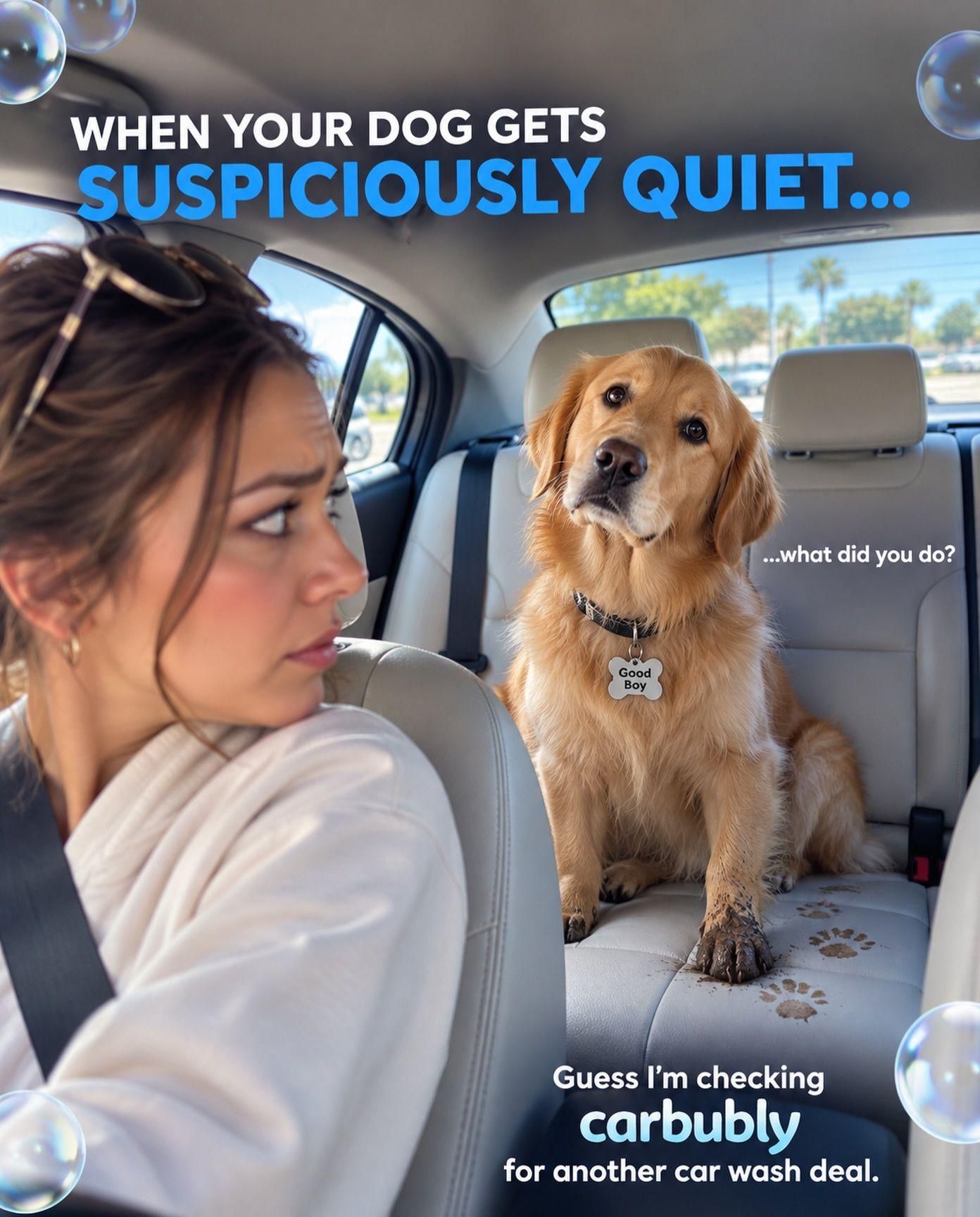 When Your Dog Gets Suspicious Quiet Car Wash in Oak Park